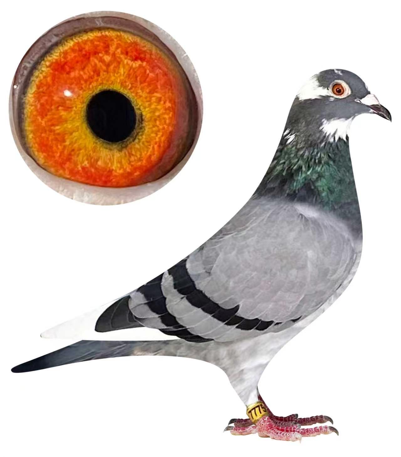 AU 25- 7775 Hen 