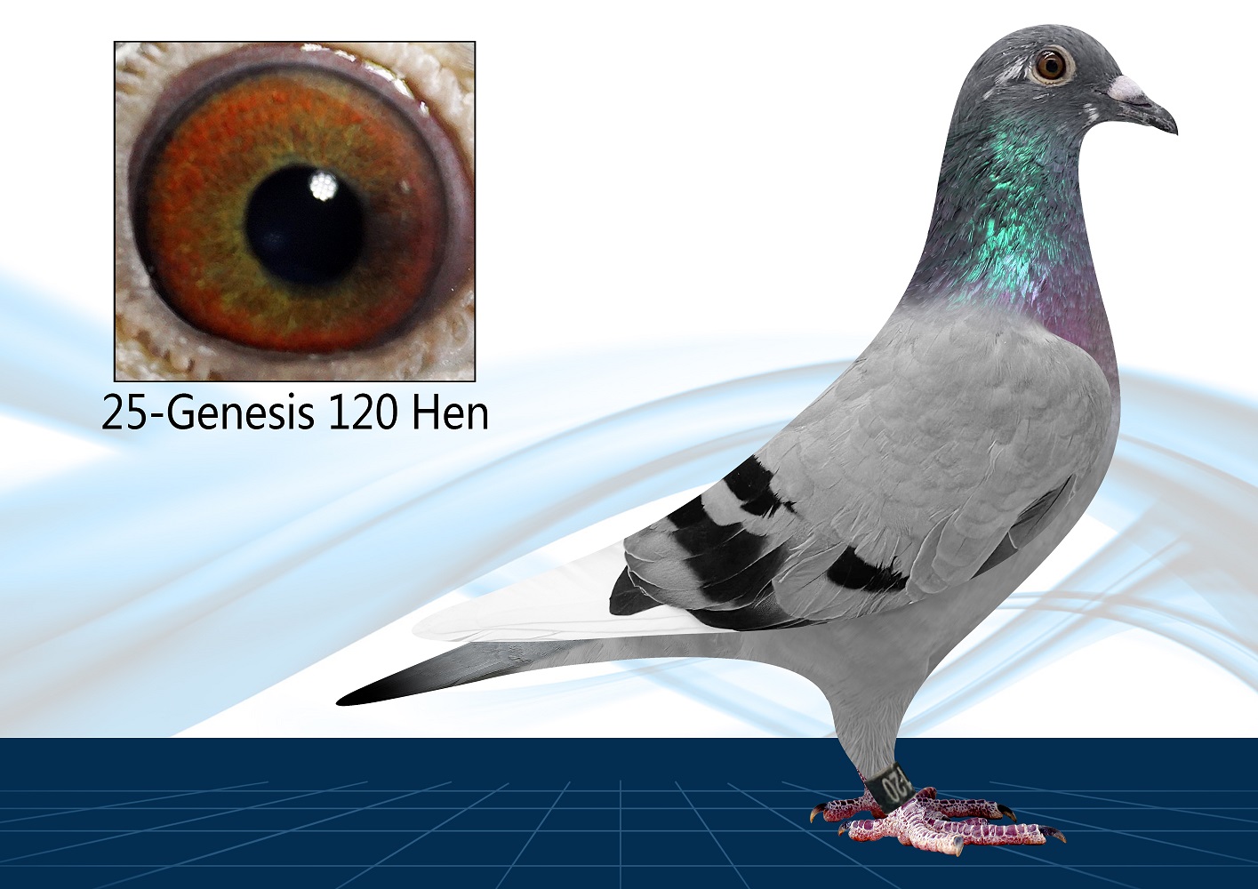 25-120(Hen) Inbred Surebet