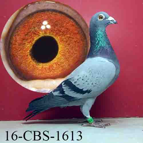 iPigeon.com - Racing Pigeon Auction