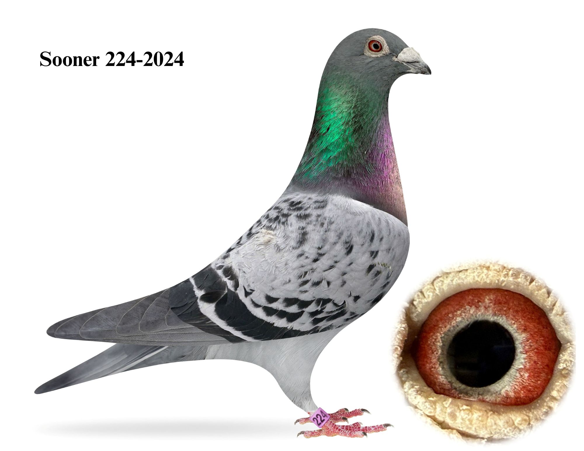 Sooner 224-2024