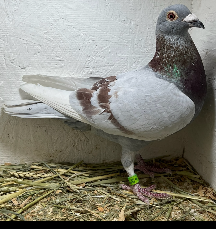 Silver Cock