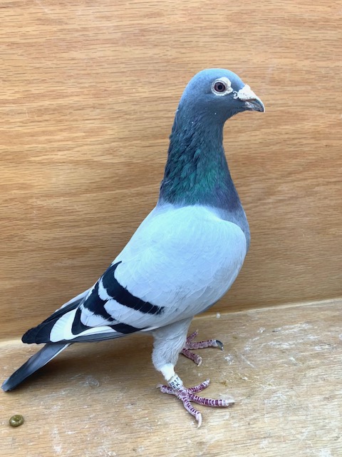 AU 17 GREEK 312 BBWF COCK GREEK CONNECTION