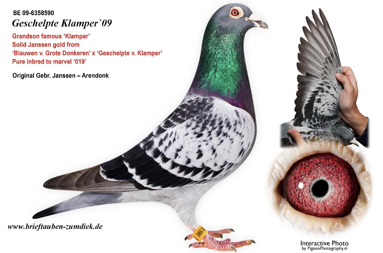 22-ARAMIS-159 “LOOSE TAILFEATHER”