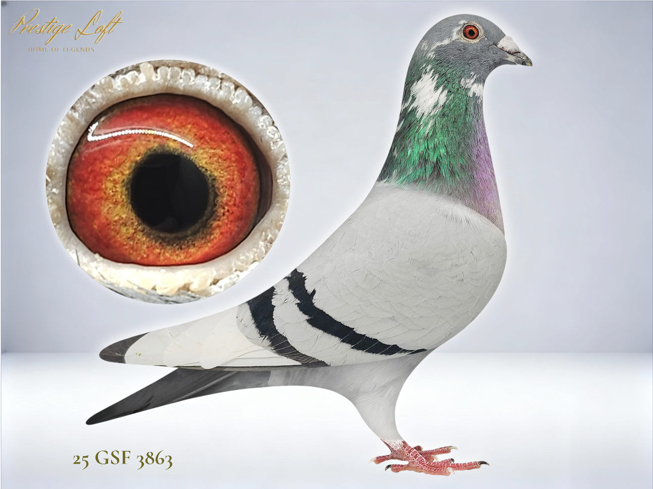 GFL X IRISH - THOMAS 6 BLOOD