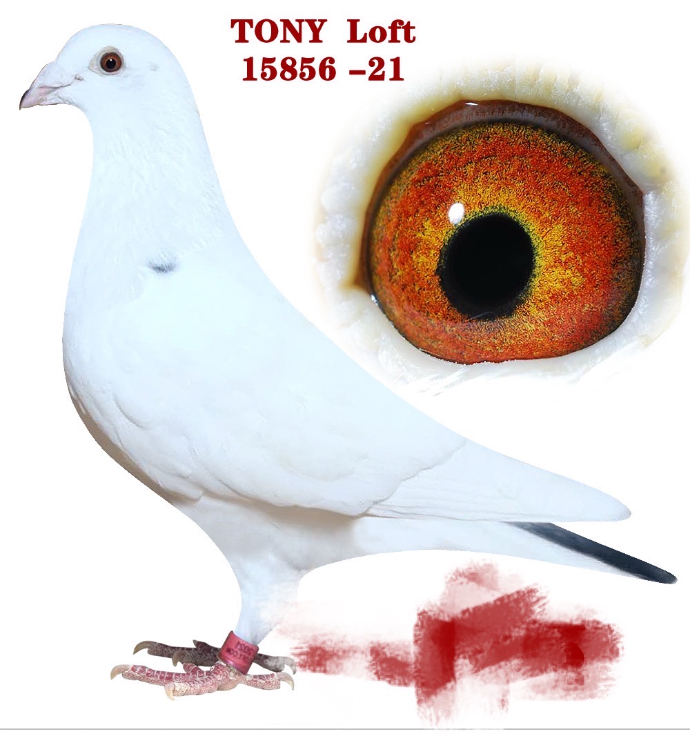 Tony Loft Grandson Sure King