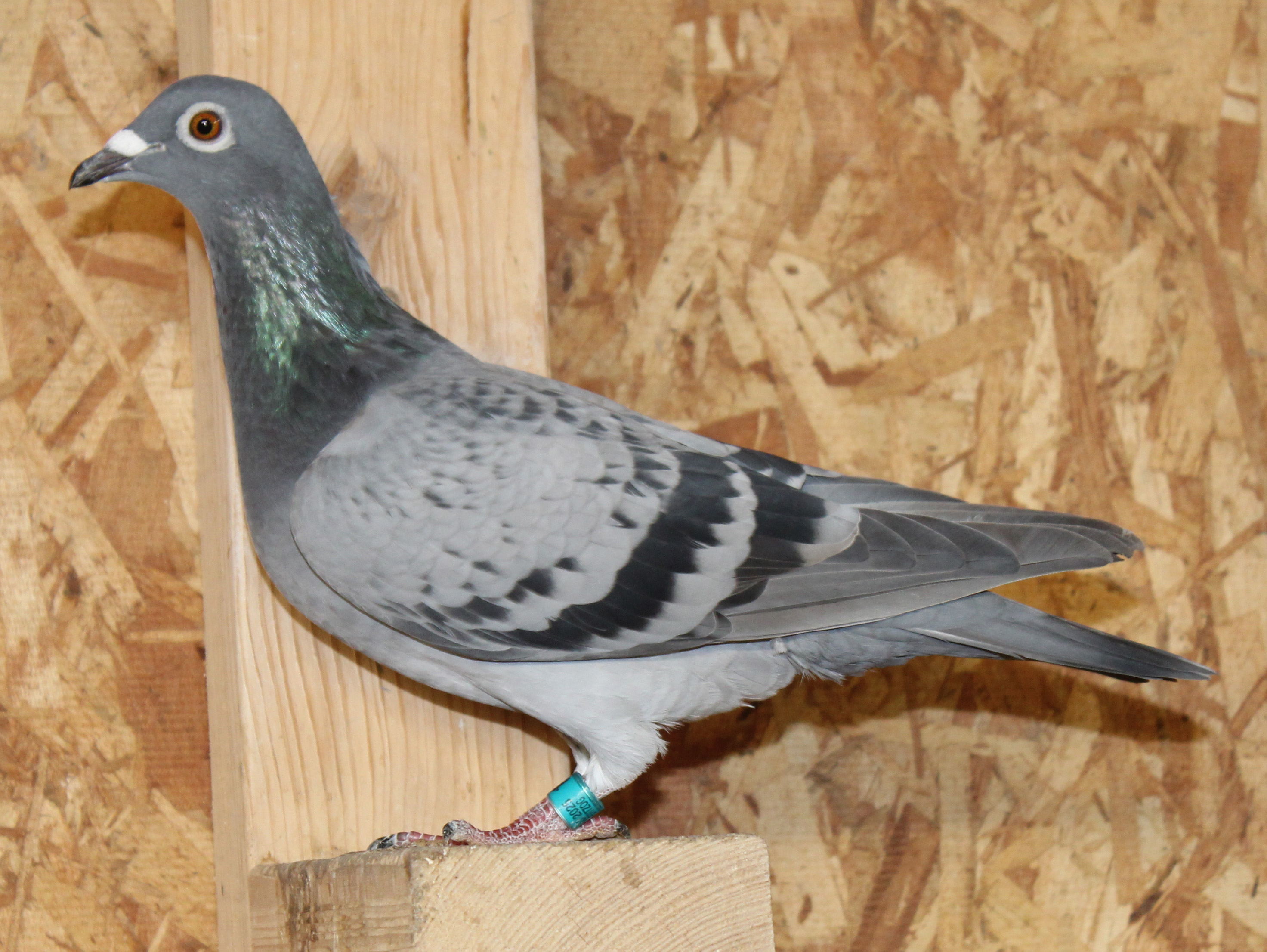 Father full bros to 27th AU Ace Pigeon YB