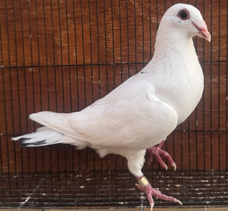 White ganus X ganus cock