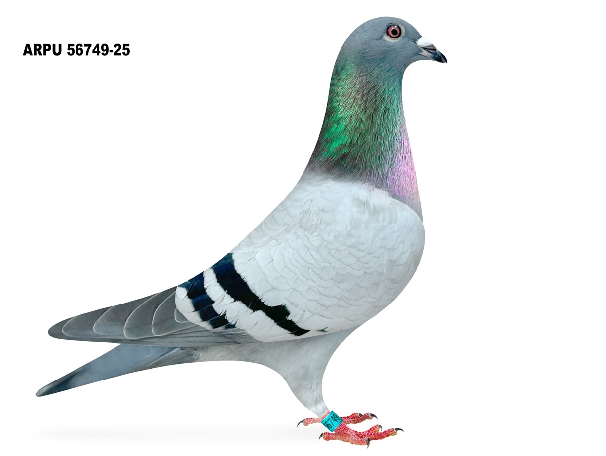iPigeon.com - Racing Pigeon Auction