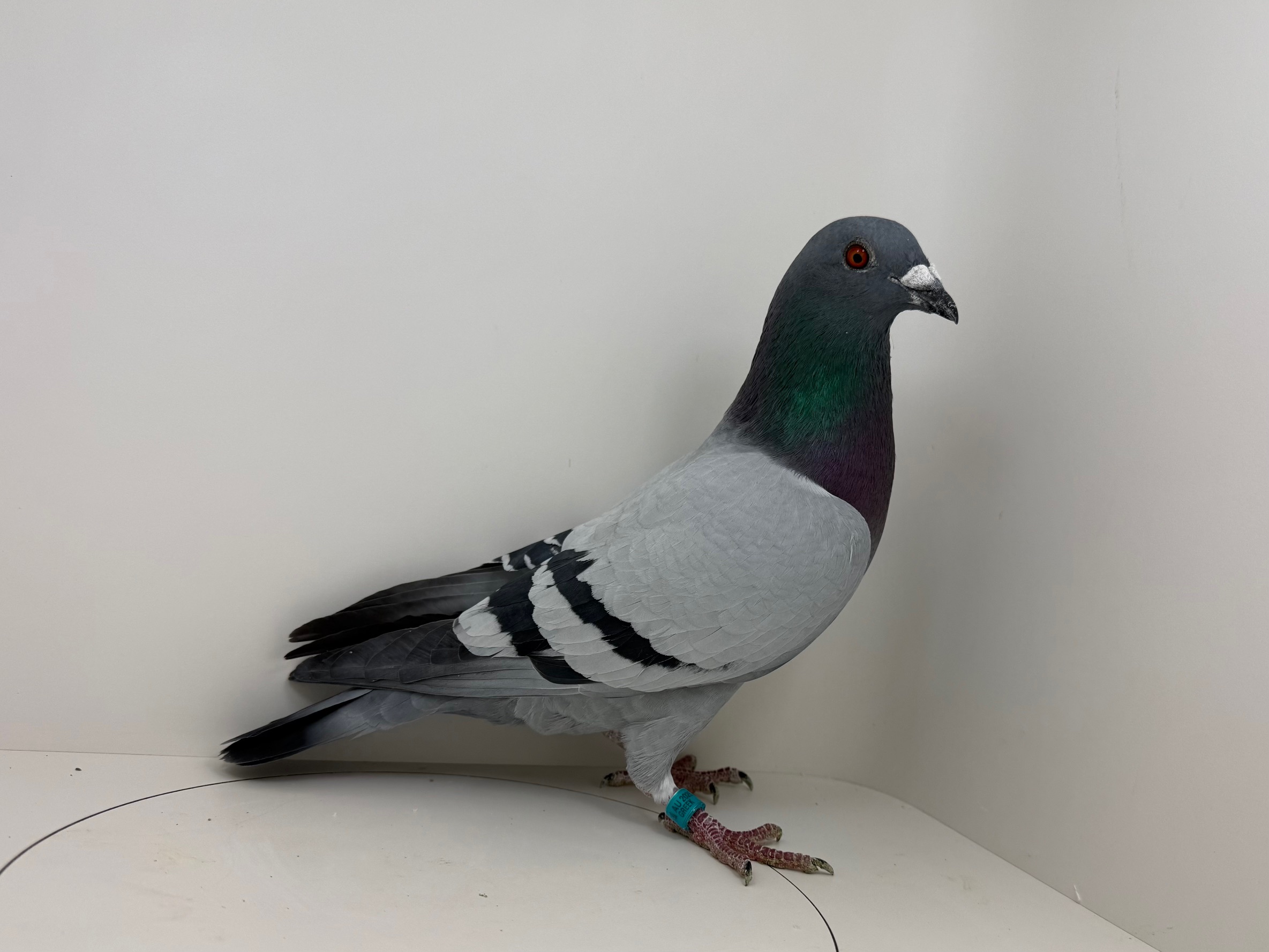 AU 25 GREEK 734 BB COCK 