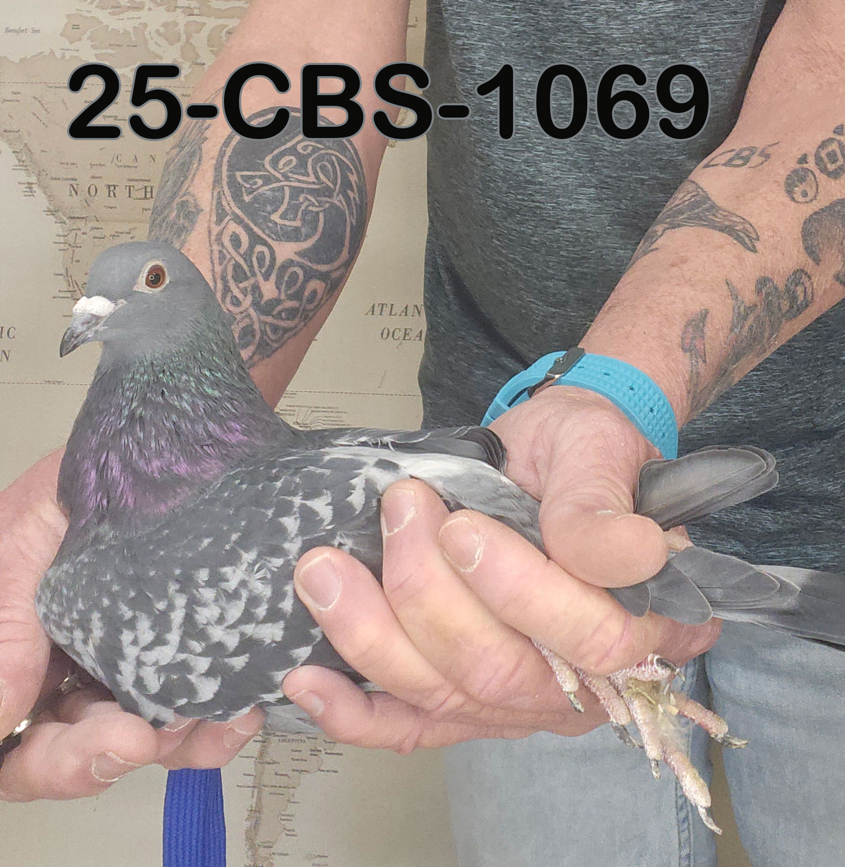 25-CBS-1069 Blue check hen