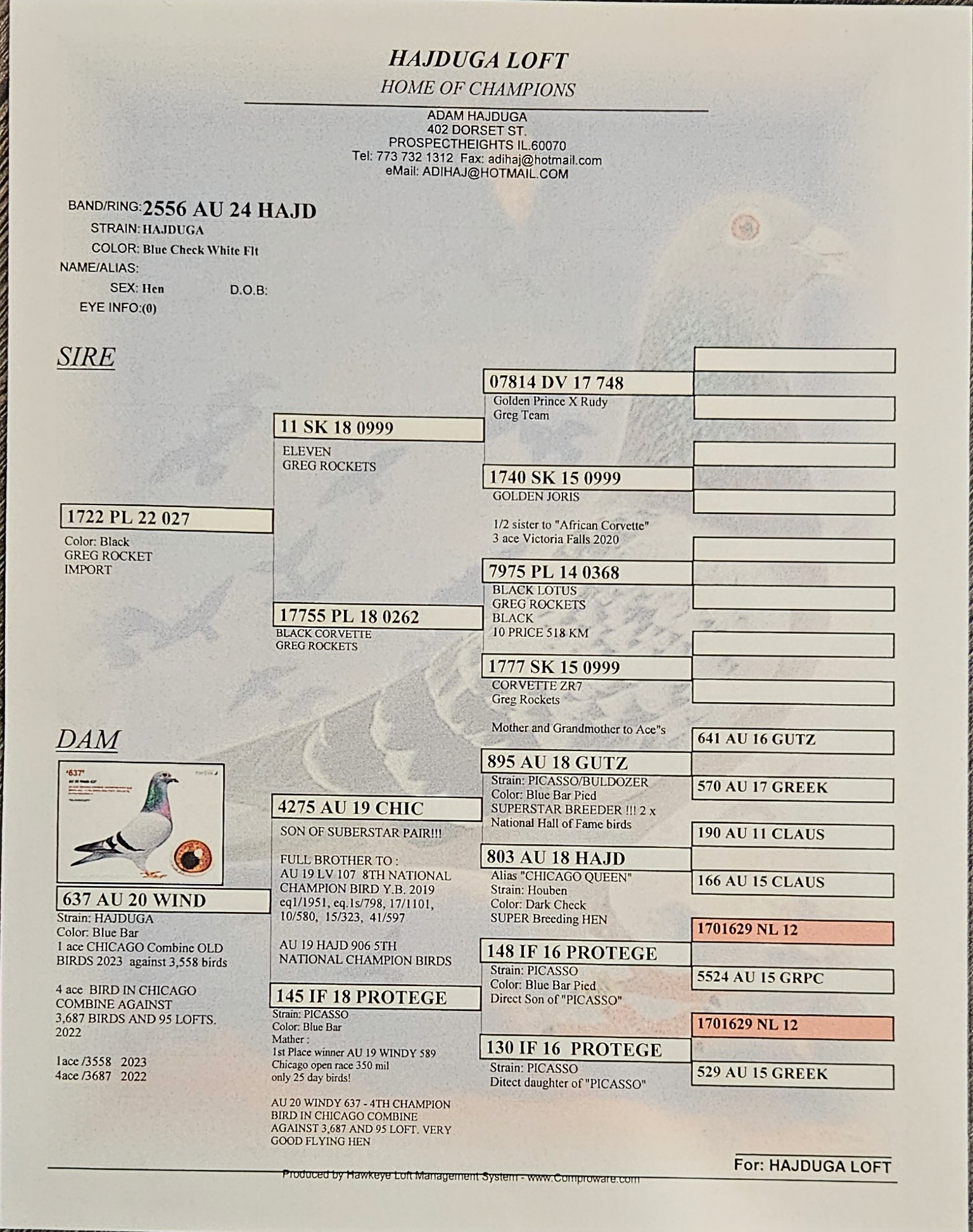 iPigeon.com - Racing Pigeon Auction