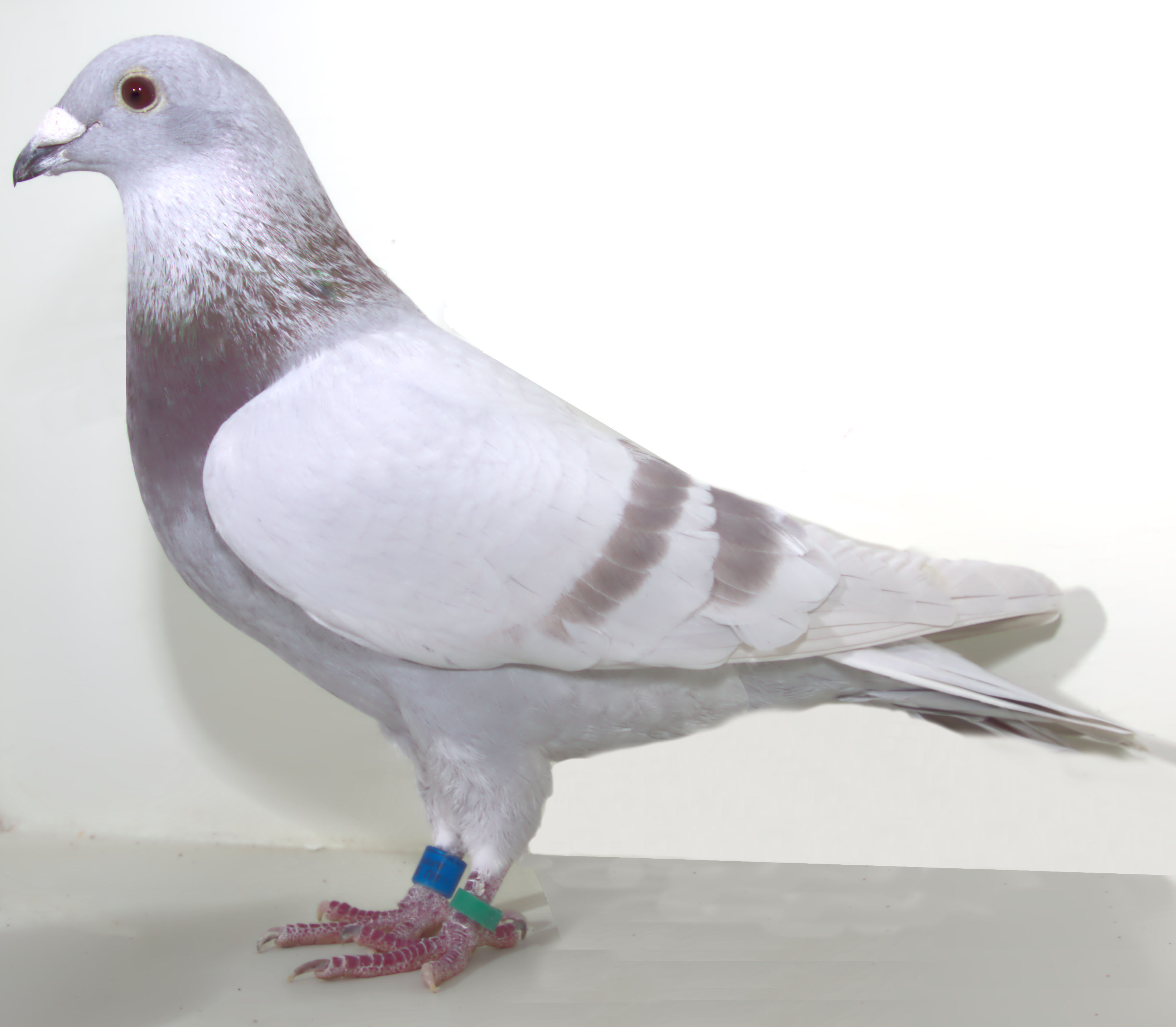 AU 20 ARPU 84435 SILVER COCK