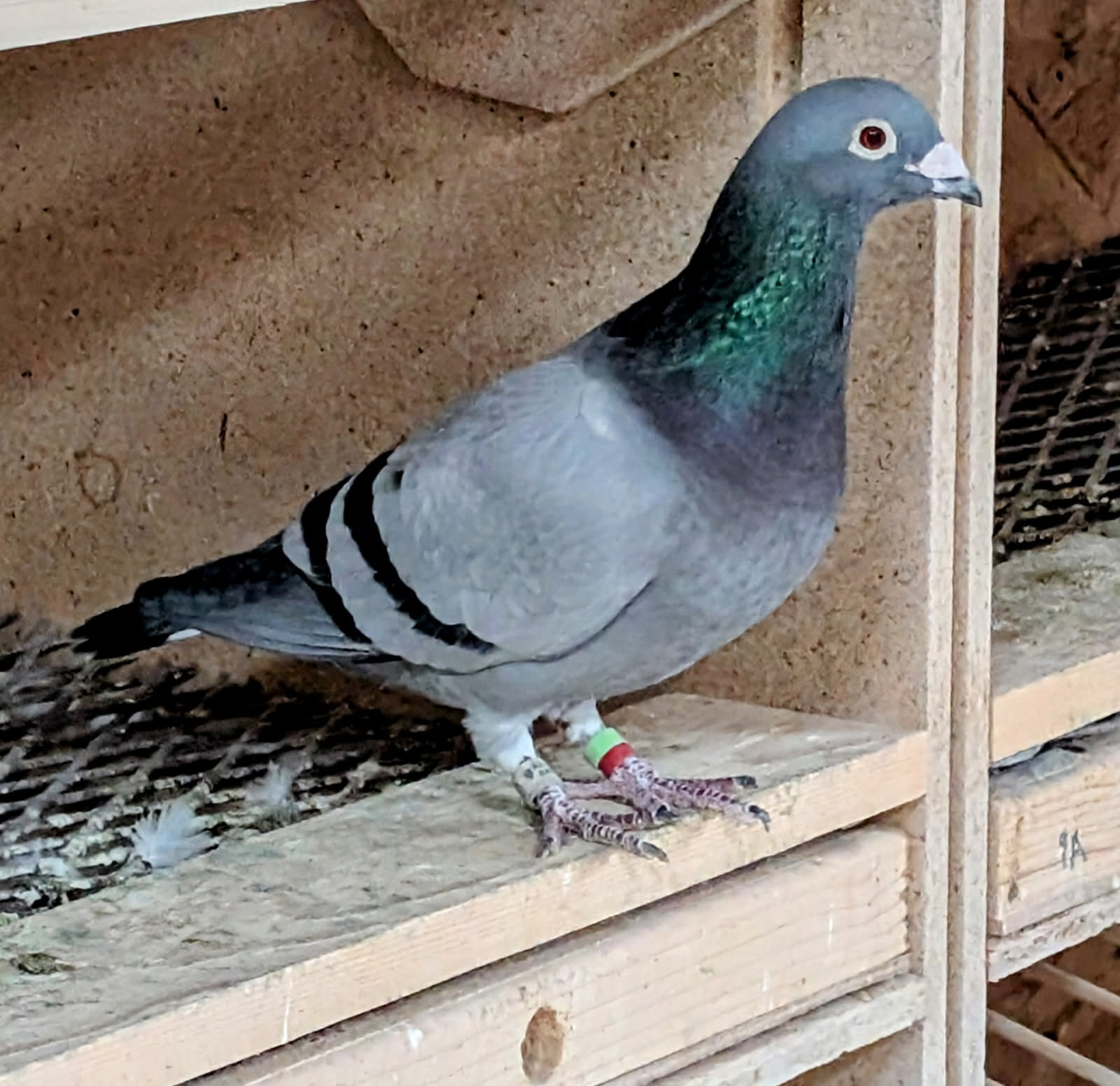 GFL Romario and Thomas 6 cock