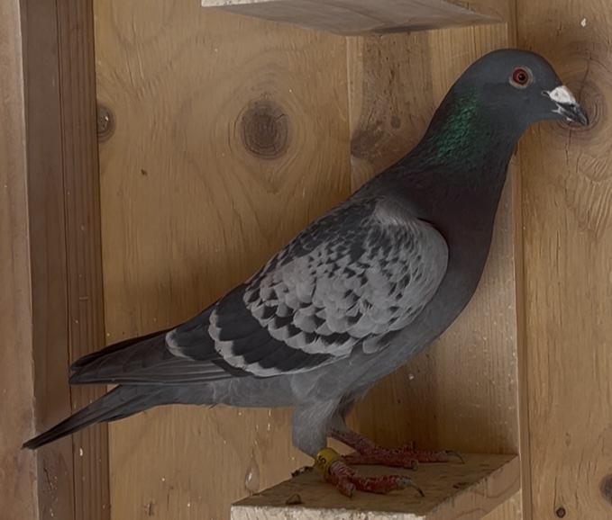 iPigeon.com - Racing Pigeon Auction