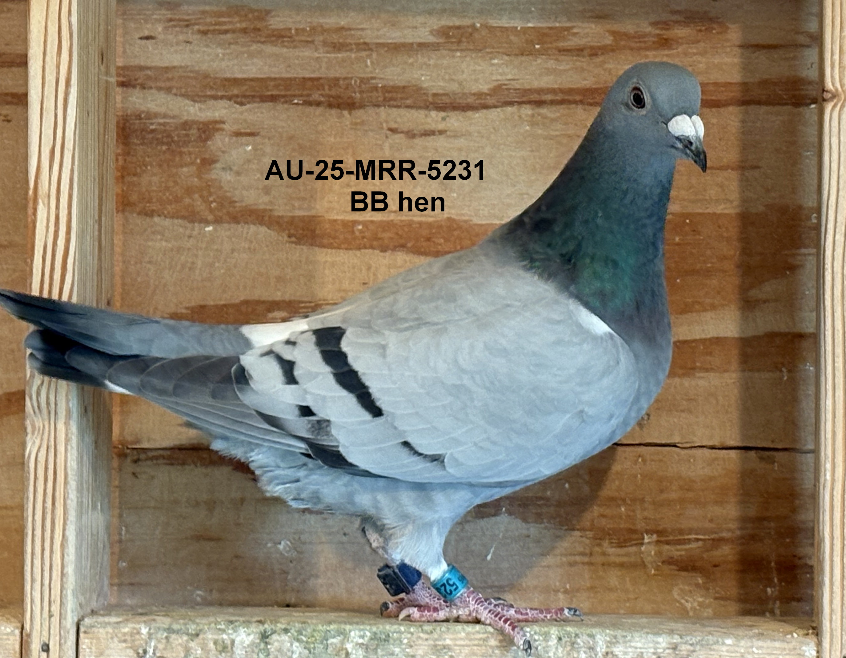 AU-25-MRR-5231 BB Hen
