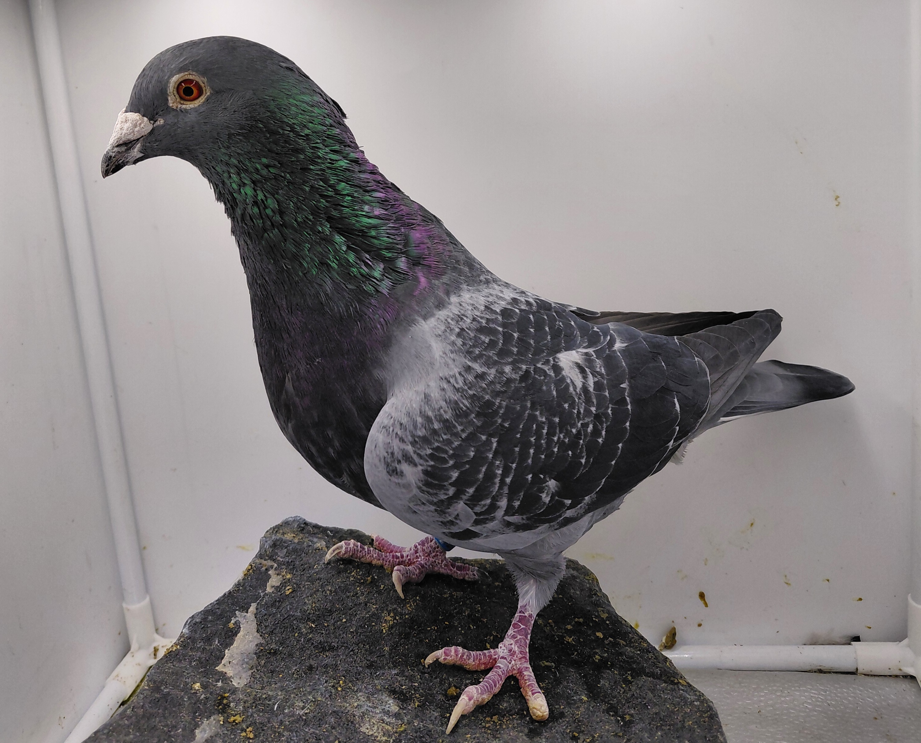 FMC 07423- 21 DC COCK