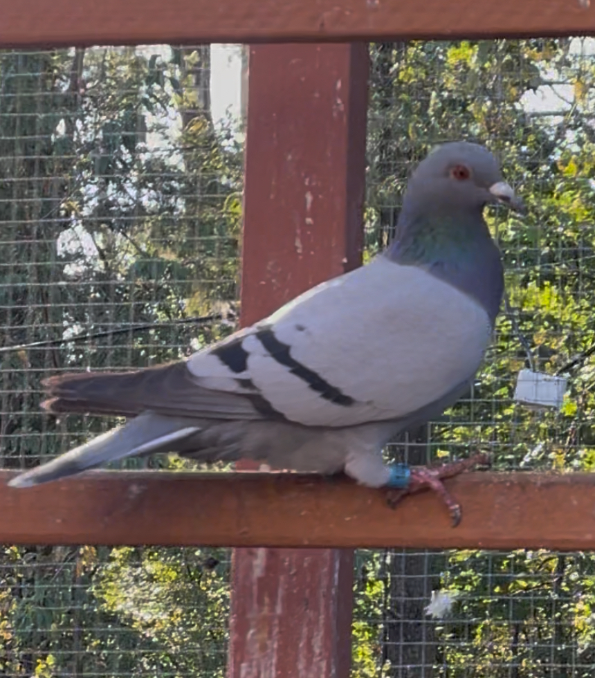 iPigeon.com - Racing Pigeon Auction