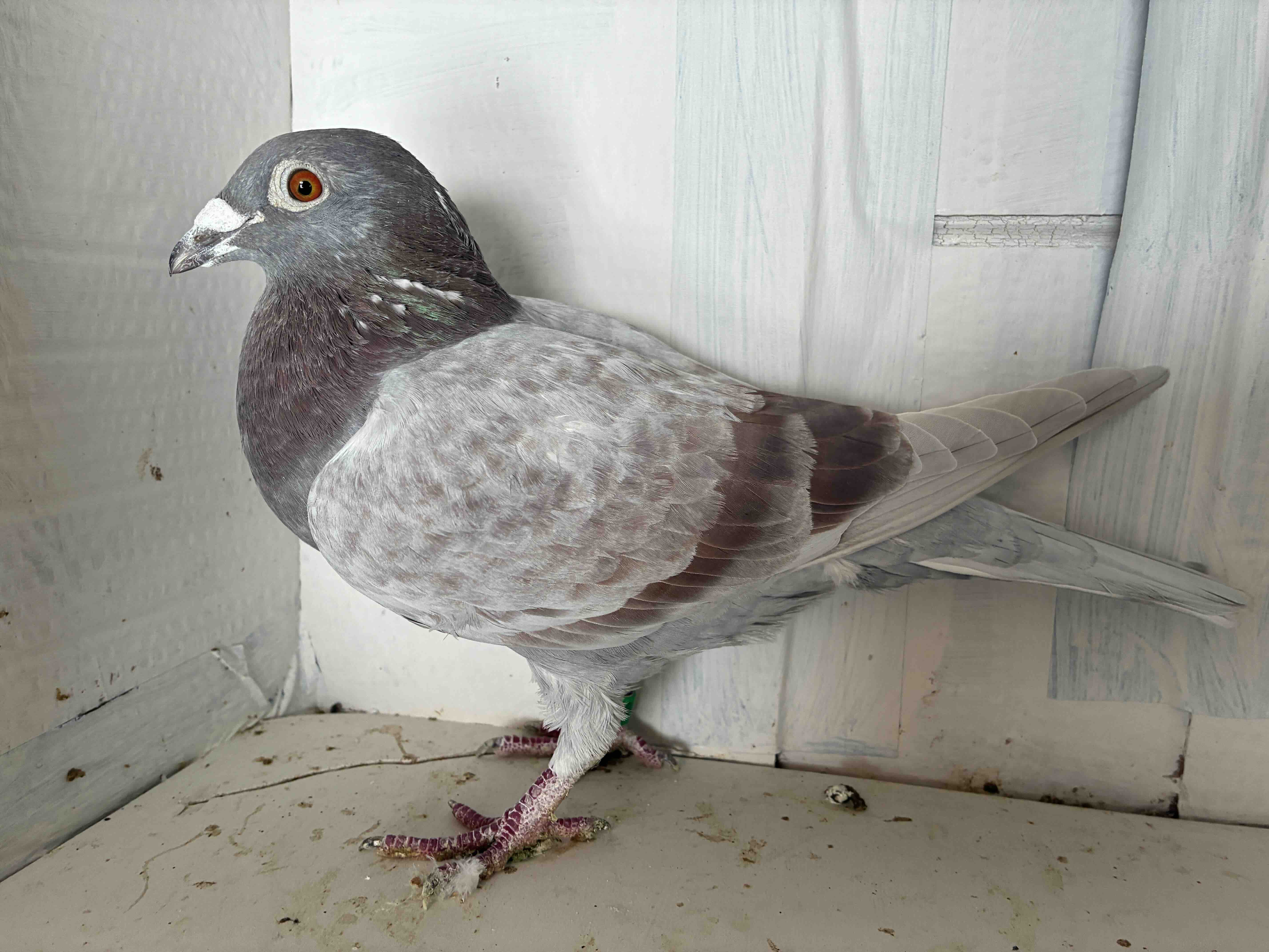 10304 Beautiful Mealy Cock