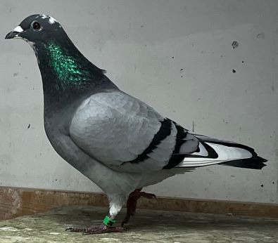 Inbred Raven and African Rocket