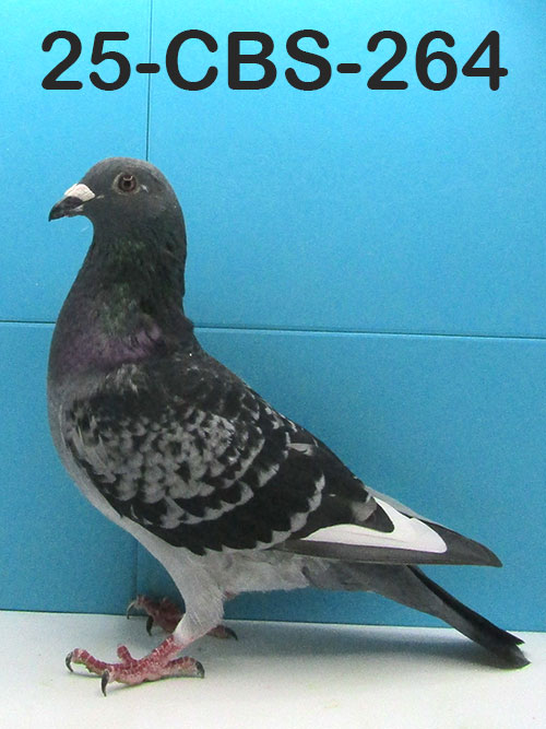 25-CBS-264 Blue check white flight cock.