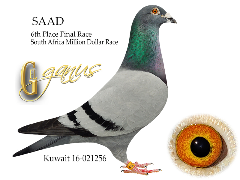 GFL 224-2025 Blue Wft Male