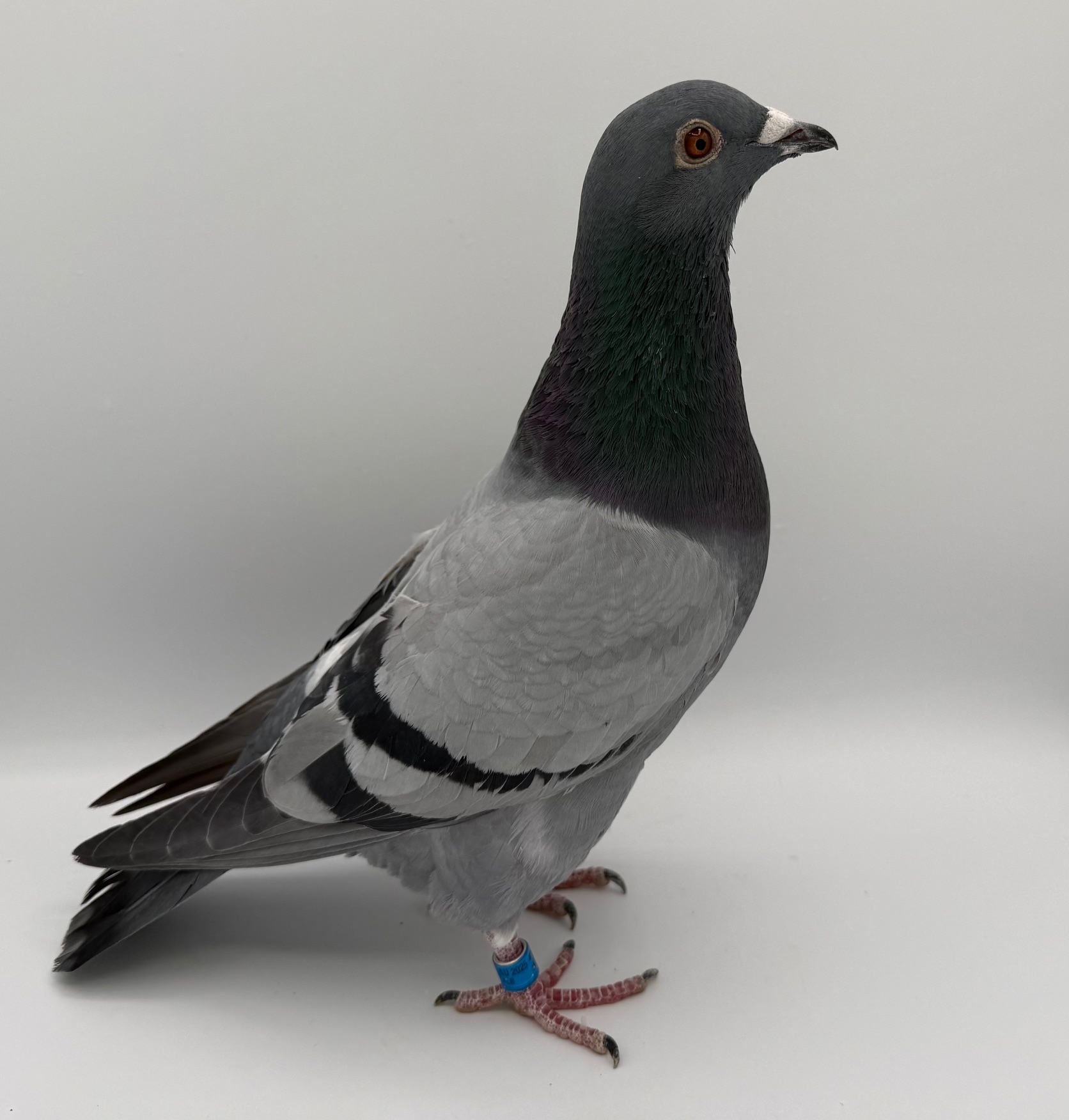 Out of our Key Breeders