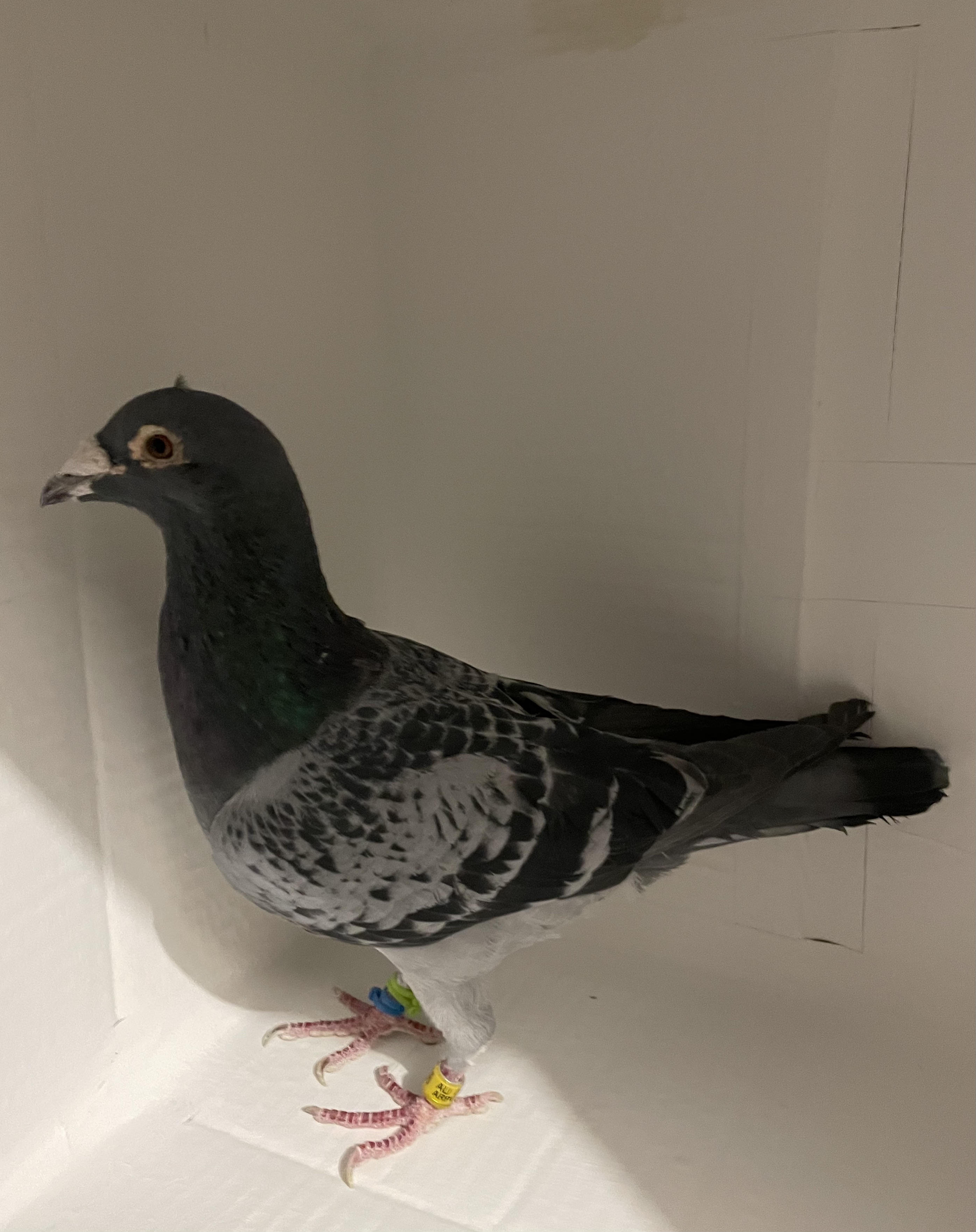 AU 2019 ARPU 80426 BCC