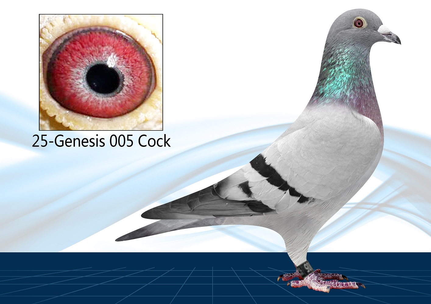 25-005(Cock) Inbred Porsche x Queen L