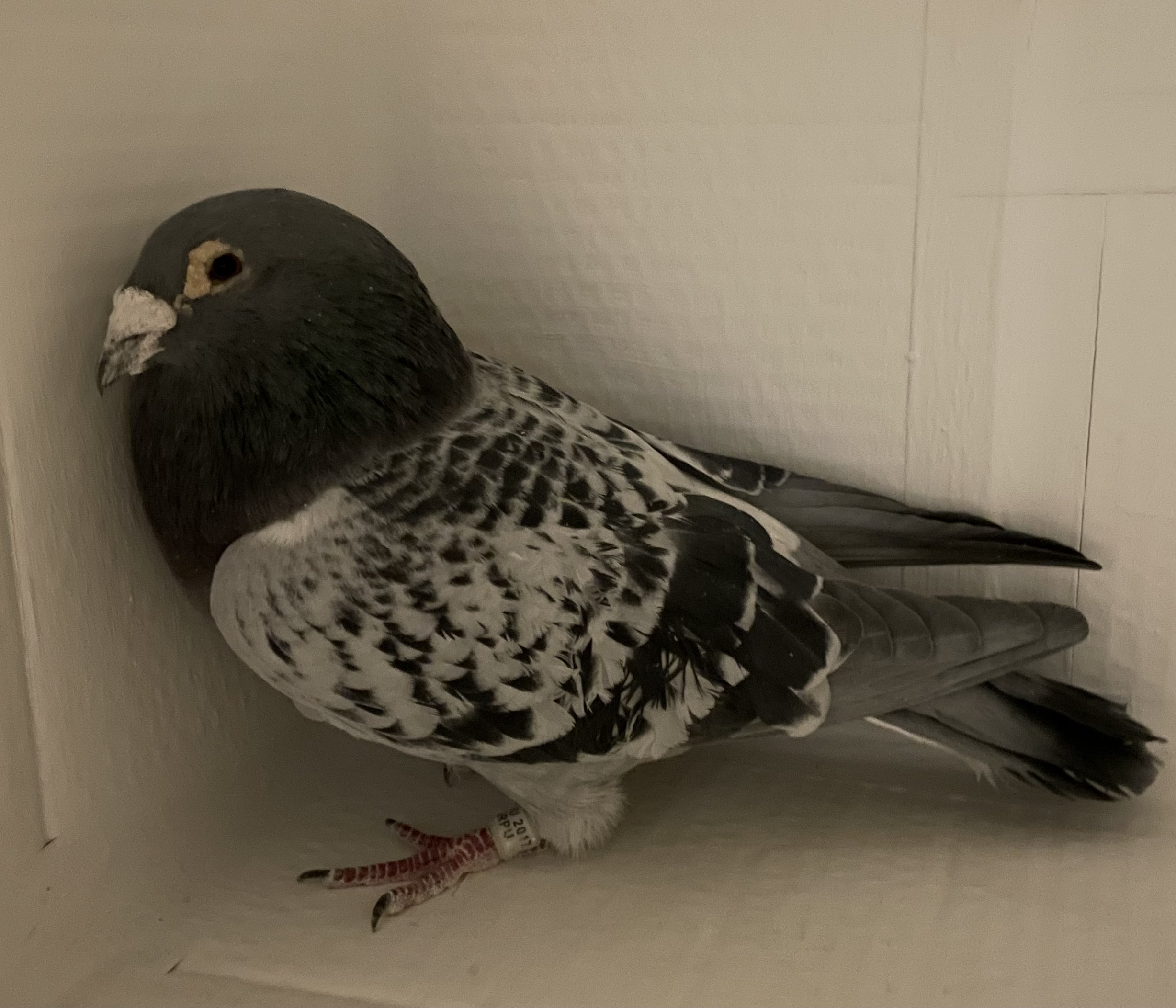 AU 2017 ARPU 47198 BCC