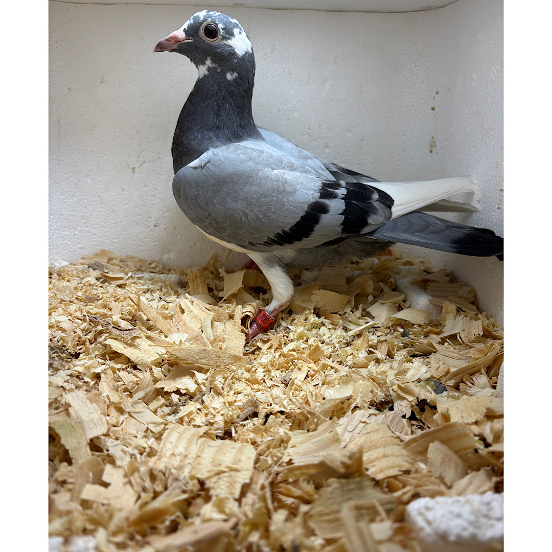 AU 26 Split2ndloft #700