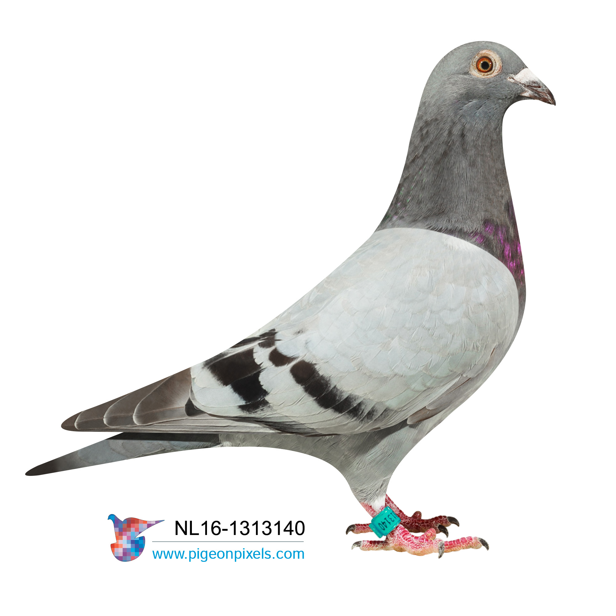 NL2016-1313140 (DIRECT SON STIER 096 X MISS TURBO)