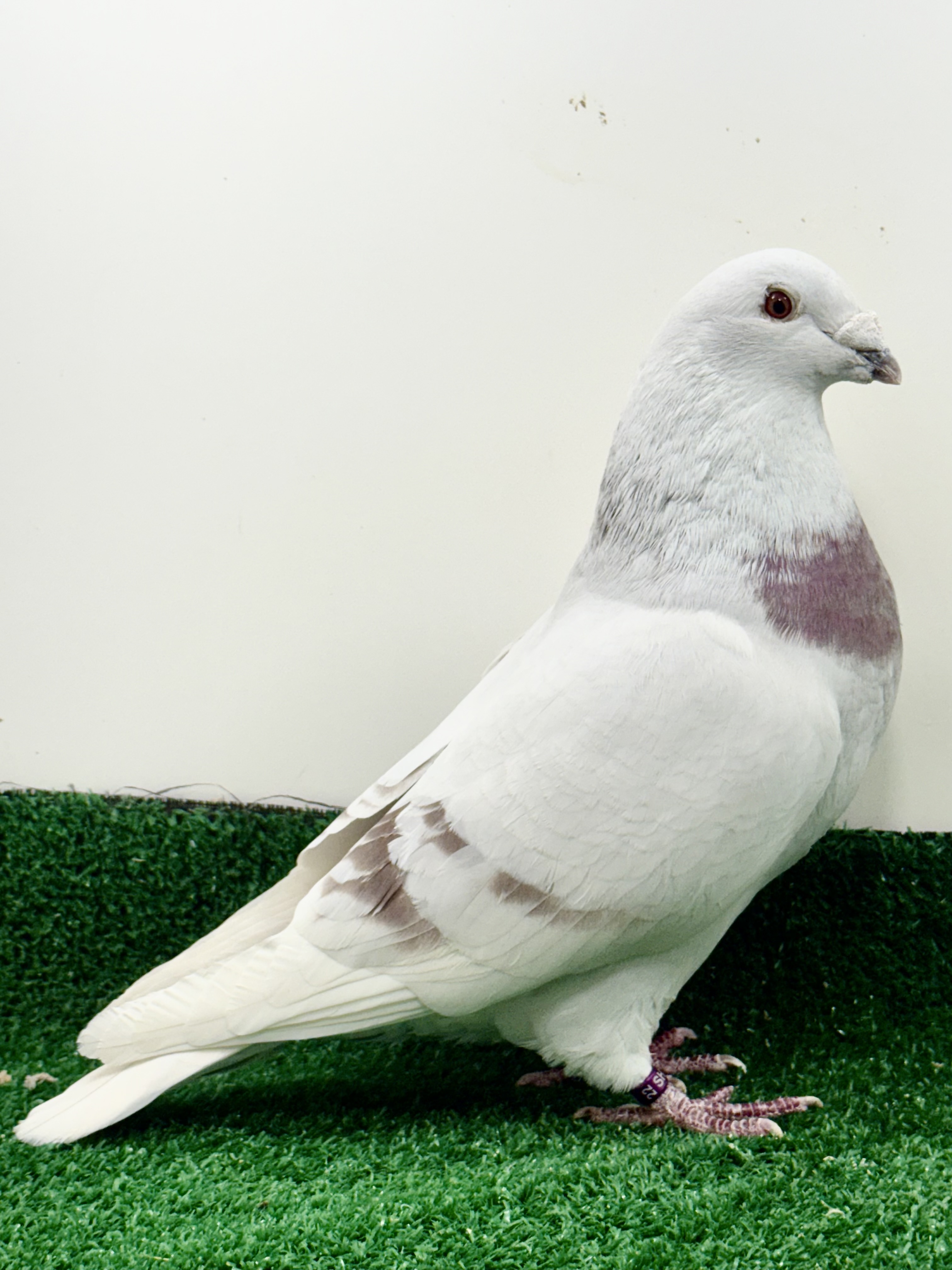 Silver cock 1108-2022 