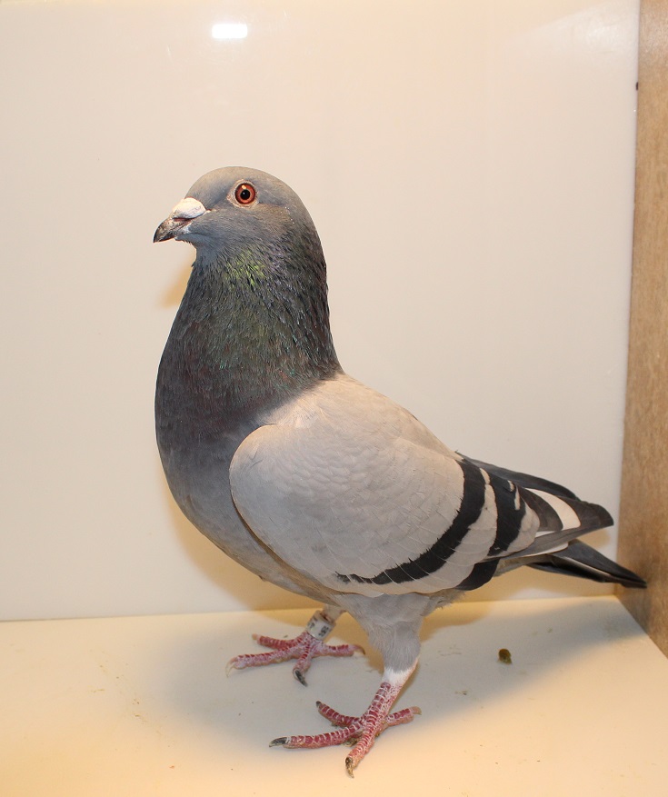 AU 25 TITLETOWN 66 BBWF COCK
