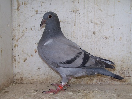 AU 2026 JEDDS "9552"