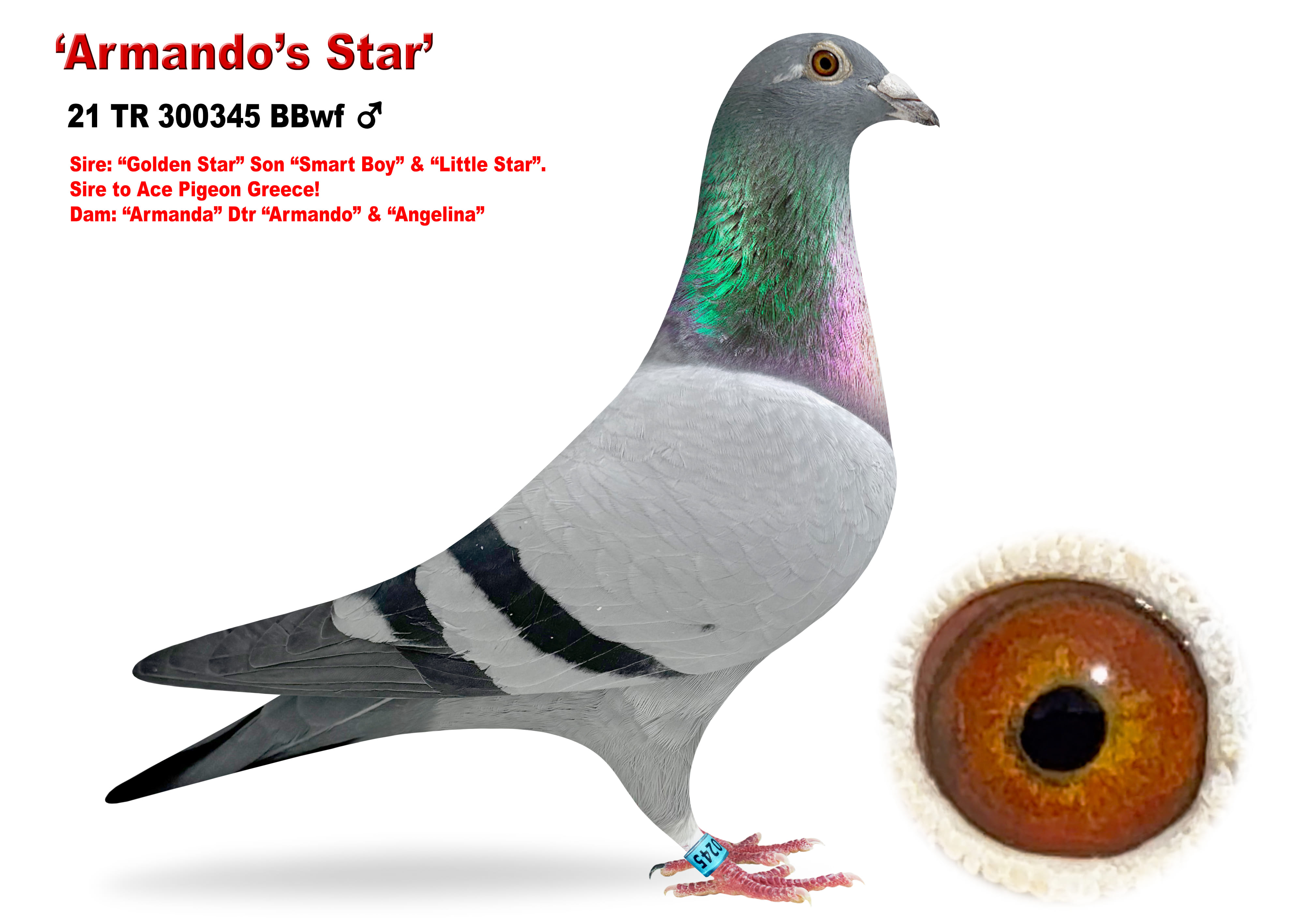 Golden Star x Armanda