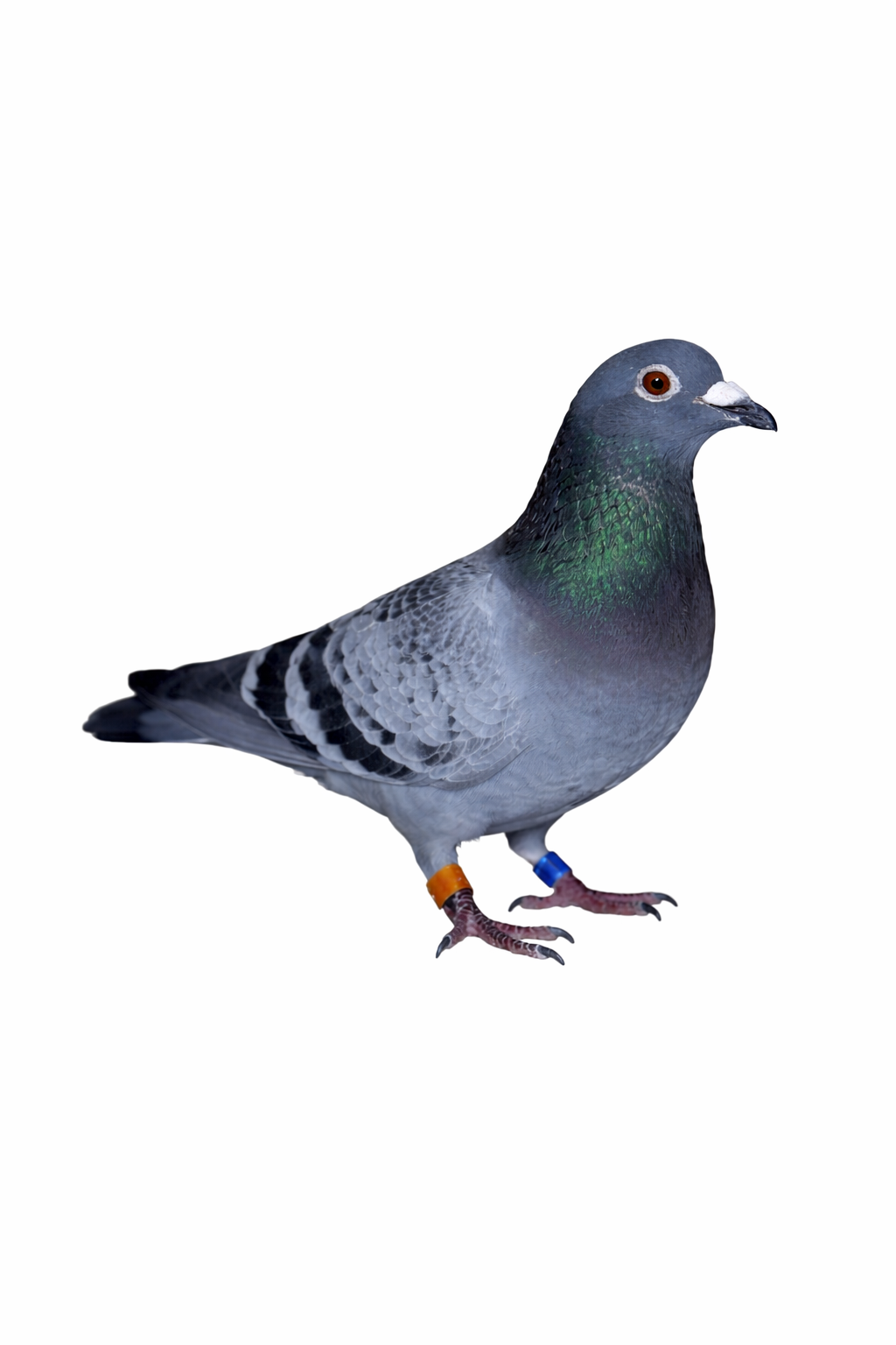 2024 EHMY Cock – Strong Winner & Proven Breeding Bloodlines