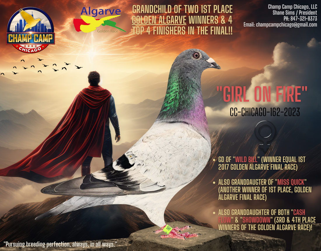 Grandchild Of FOUR Golden Algarve Champions!