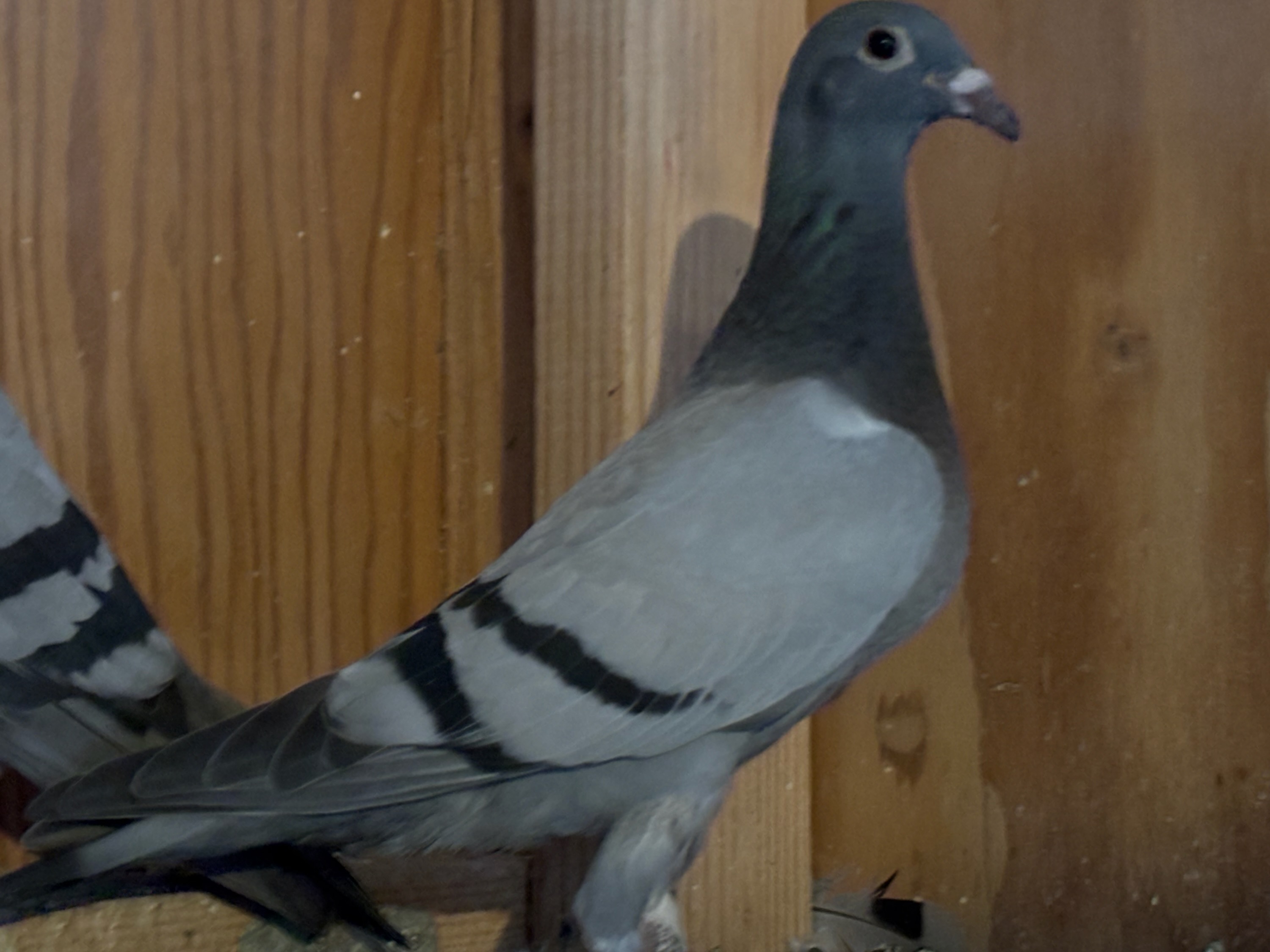 2025 Young Bird off IMPORTS