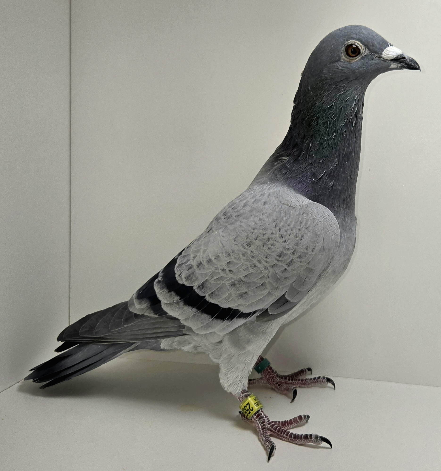 PEACH-25526-25 BC Cock