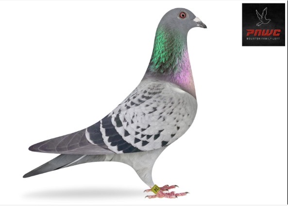 PNWC-1134-24 BC HEN