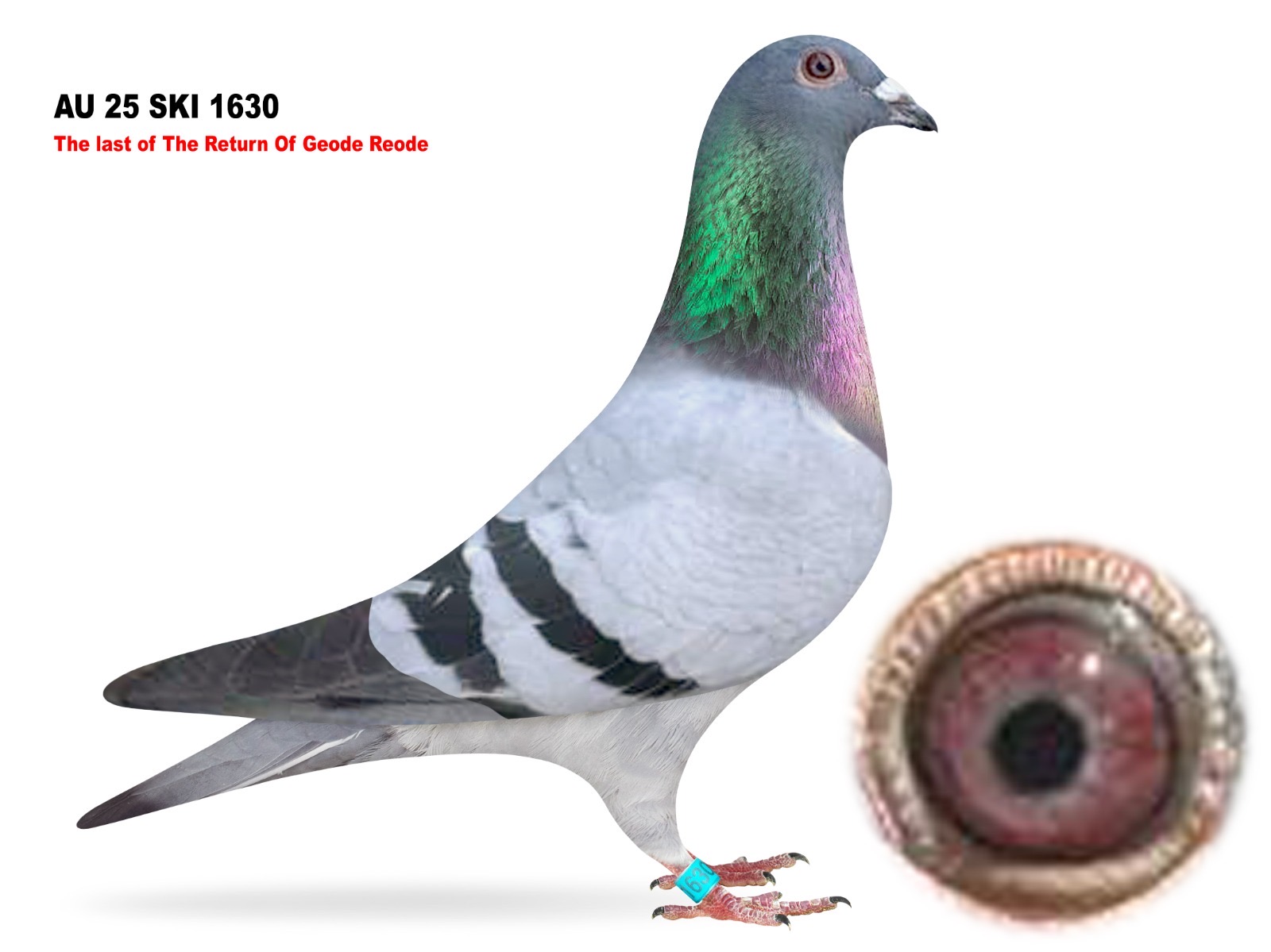 Last Child to be offered of The Return Of Geode Reode 