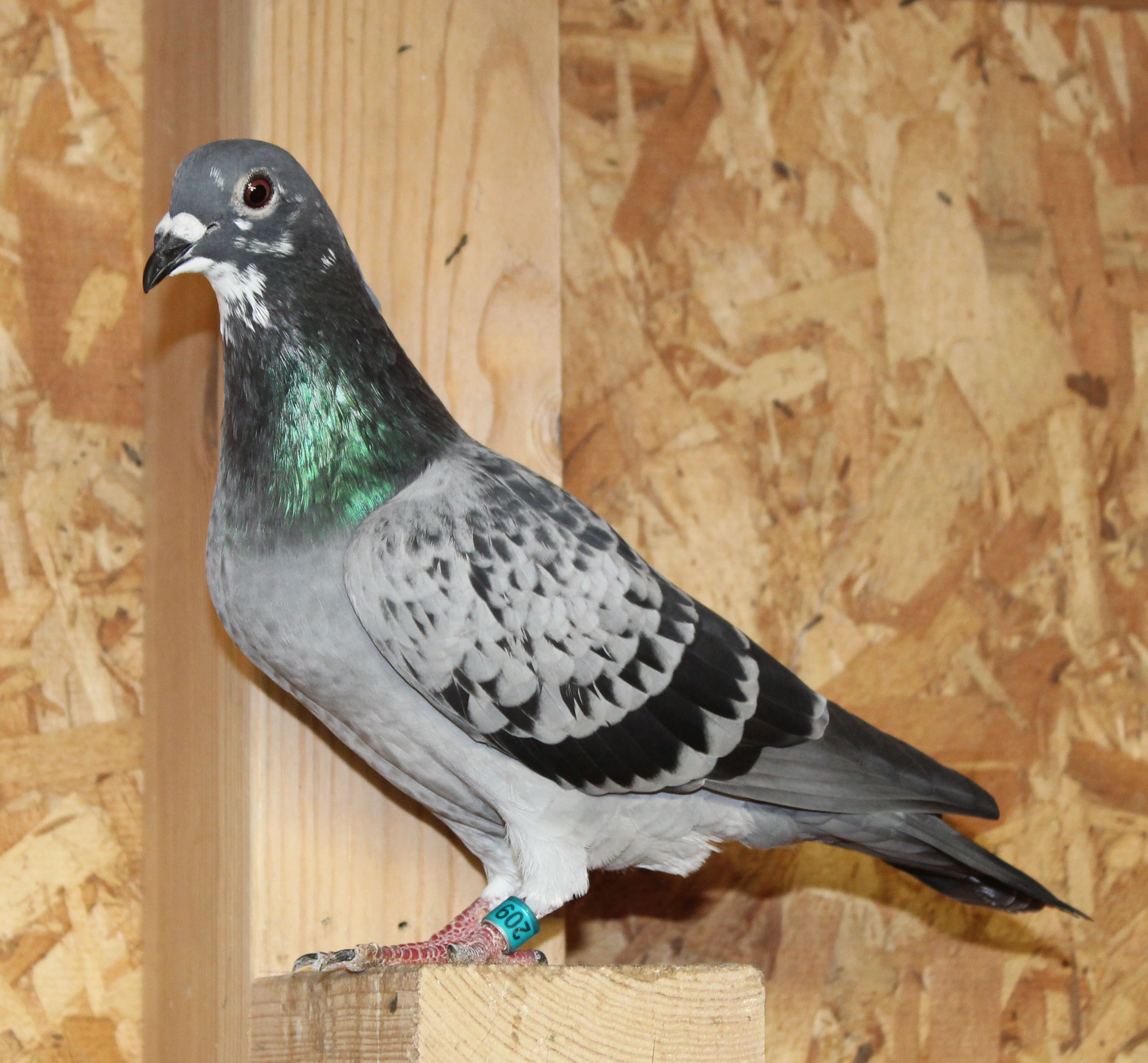 Longdistance Champion Blood