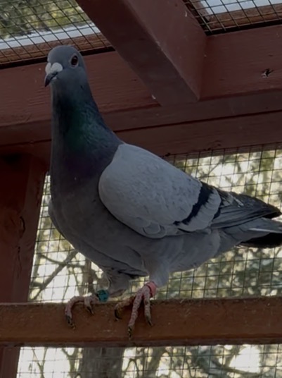 Inbred harry and Jansen  cock