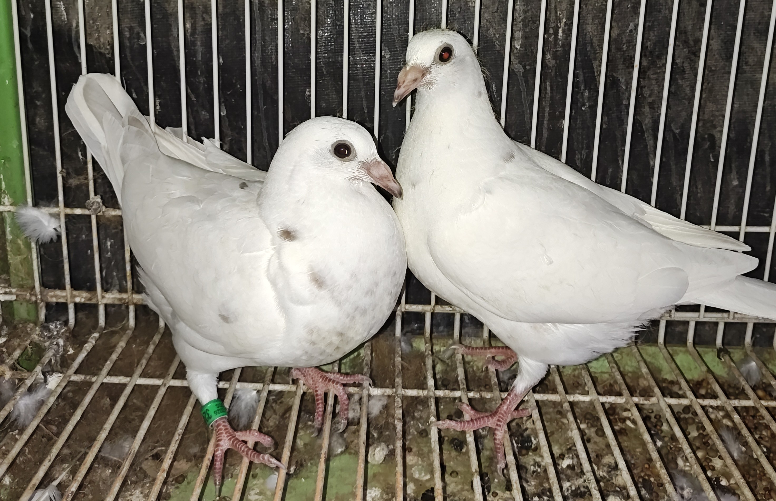 Tomas Wiczling x Garfield 