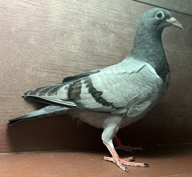 LATE HATCH SQUEAKER OFF IMPORTS