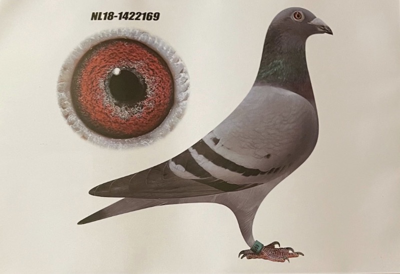 Preview Image 6