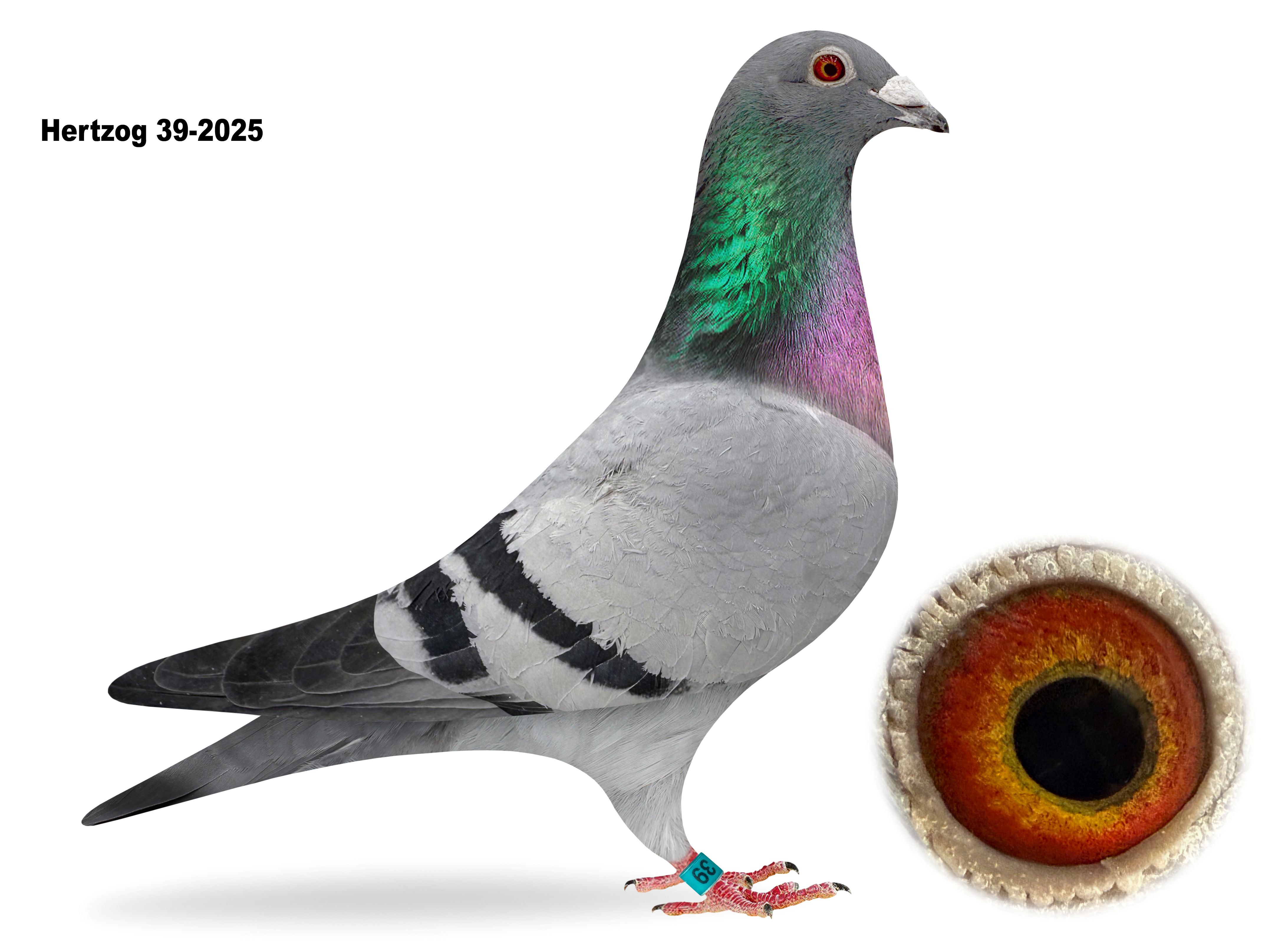 Hertzog 39-2025
