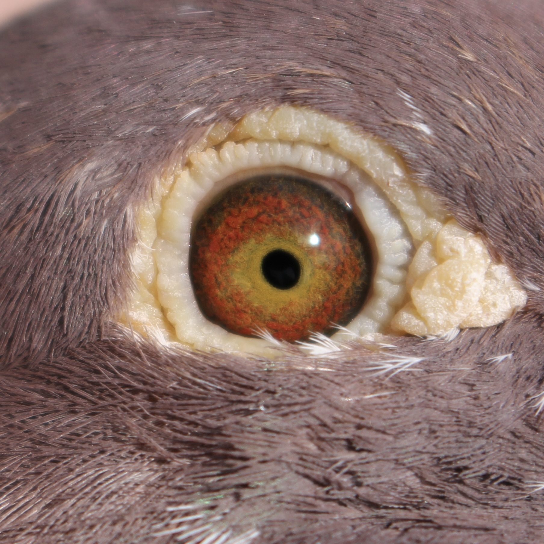 Preview Image 2