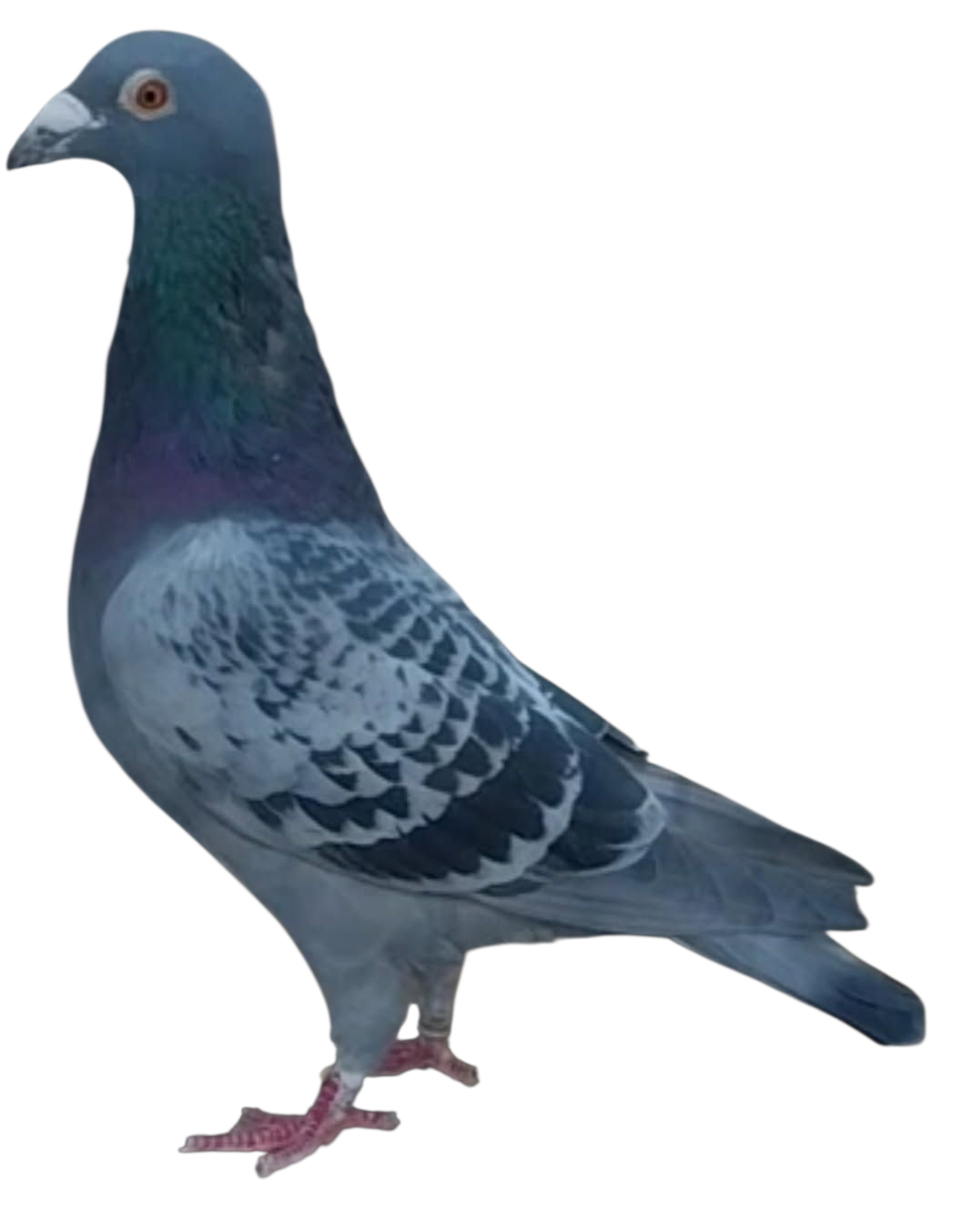 377 DEN 2022 BC COCK