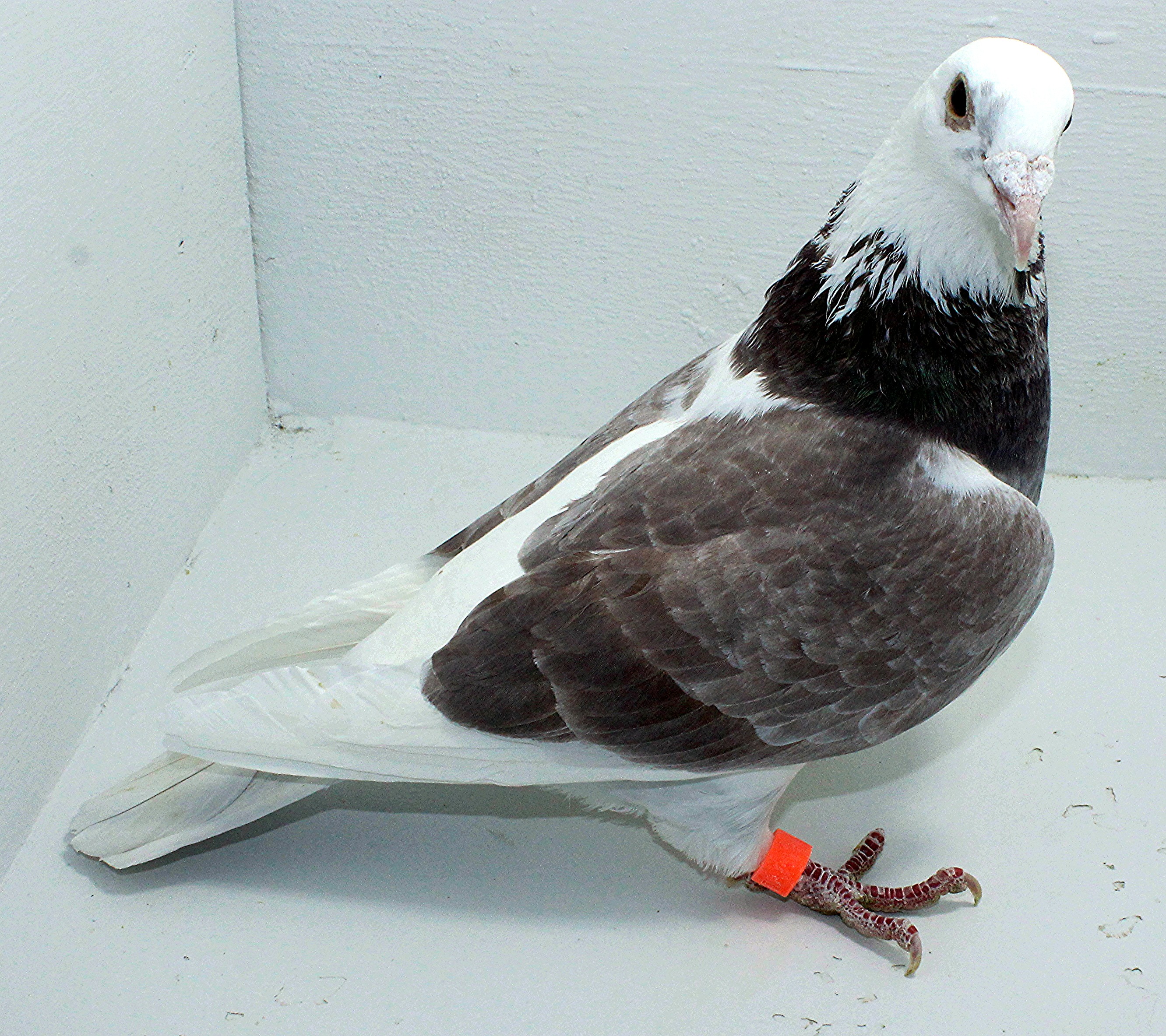 AU 20140 Foys 2025 Pure Paul Sion